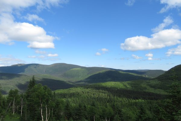 7 juillet mont albert laforce, parc national de la gaspésie